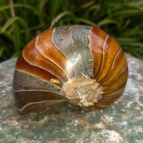 9cm sehr großer - 9cm, nautilus