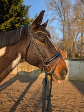 Trense , Dressurtrense ,  Lack