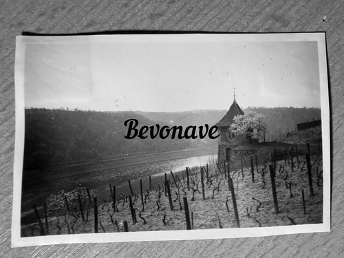 Foto weinberge bosch - foto,