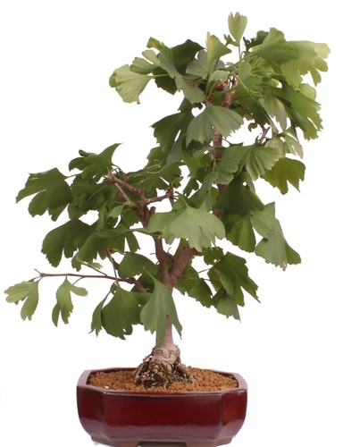 Bonsai ginkgo biloba - bonsai,