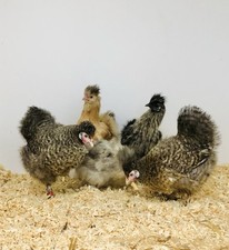 Bruteier - Zwerg Seidenhühner & Showgirls bunte Truppe