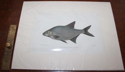 1904 bream chromolithograph - 1904,