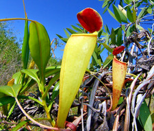 SAMEN Kannenpflanze Venusfalle