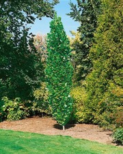 Liriodendron tulipifera 'Fastigiatum', Tulpenbaum, 175–200 cm