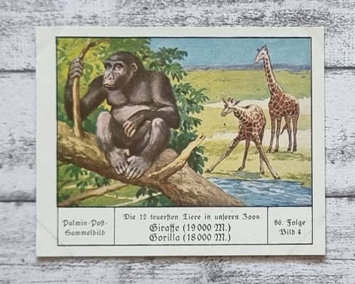 Giraffe gorialla teuersten - gorialla,