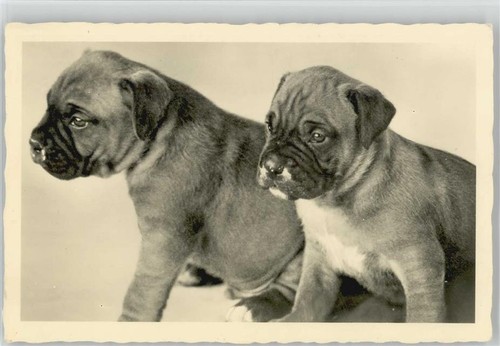 10007038 boxer welpen - 10007038,