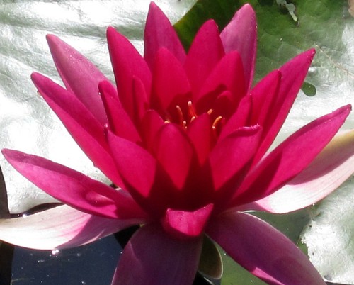 Winterharte seerose nymphaea - winterharte, seerose,