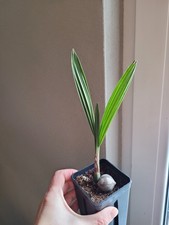 🌴 Jubaea chilensis