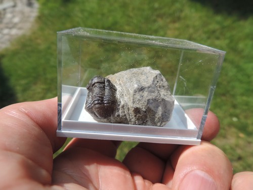 Schöner trilobit gerastos - schöner,