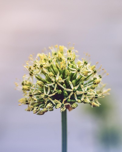 Winterhart gelber allium - winterhart,