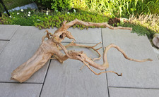 Rote Moorwurzel / Fingerwurzel