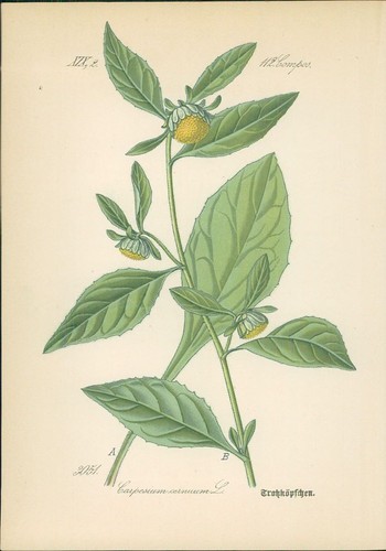 Chromolithographie - ,