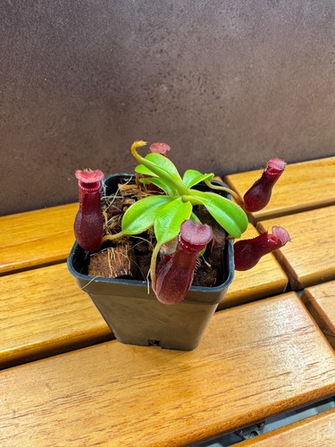 Nepenthes burkei edwardsiana - x,