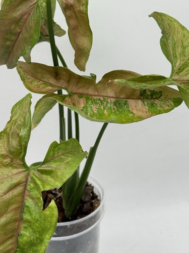 Planttini syngonium pink - syngonium,