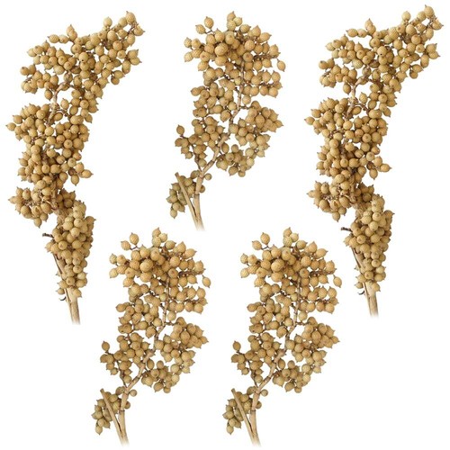 Canella trockenpflanzen - canella,