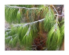 10x Pinus patula Mexikanische Pinie Baum Garten Pflanzen - Samen B101