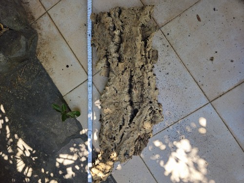 Korkrinde naturkork cm - korkrinde,
