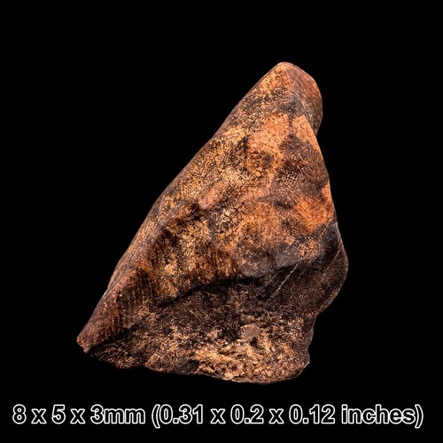 Edmontosaurus zahn fossil - fossil,