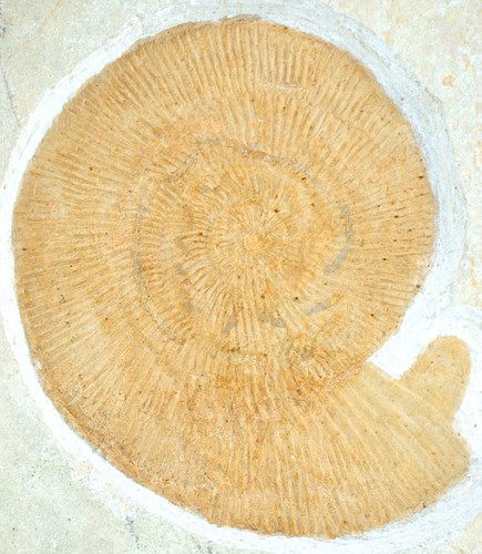 Malm silicisphinctes hoederli - malm,