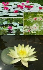 Teichpflanzen Seerosen Mix Set