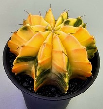 Schöner Gymnocalycium