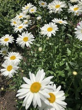 5x großblumige Margeriten