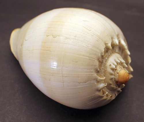 Xxl gehäuse meeresschnecke - xxl,