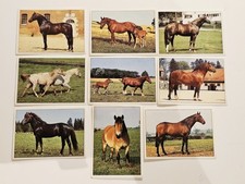 Panini Italy Pferde 9 Sticker Alt