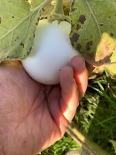 AUBERGINE Weiß , "Eggplant" Eierfrucht,  solanum melongena, Eierbaum
