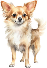 Chihuahua Auto Aufkleber 9X9