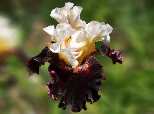 Schwertlilie iris cherries - schwertlilie,