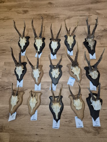Rehbock hirsch geweih konvolut - hirsch,