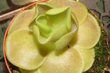 Fleischfressende Pflanze, Fettkraut, Pinguicula sethos, 5-10cm groß!