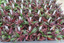 Hoya wachsblume red maroon - wachsblume,