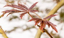Acer palmatum 'Ryu Sei' /