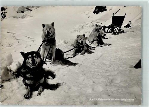 Polarhunde auf dem
