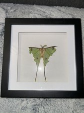  Schmetterling Motte Präparat