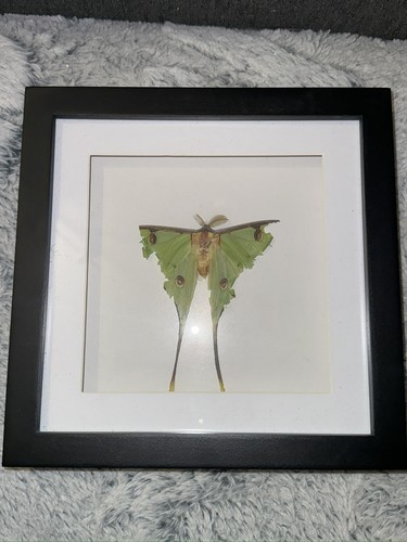 Schmetterling motte präparat - motte,