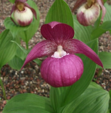 80002445 Cypripedium Macranthus Frauenschuh Blume 5 Samen
