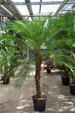 1 x Pflanze der Zwergdattelpalme - Phoenix roebelenii