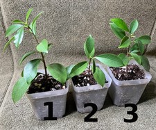 Ficus microcarpa chinesische - ficus,