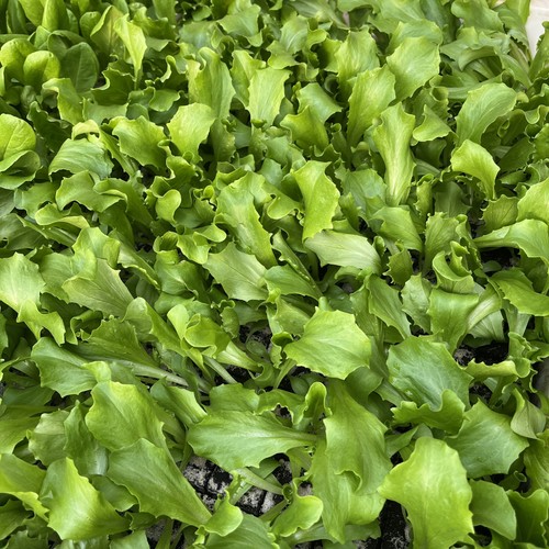 Eissalat grün jungpflanzen - eissalat,