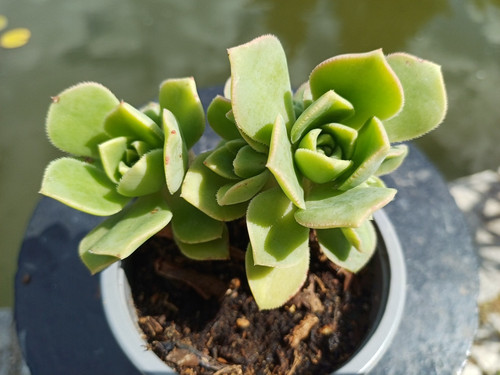 Aeonium haworthii topf - aeonium, im