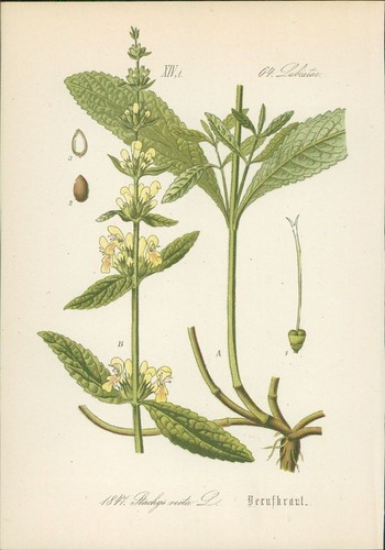 Chromolithographie - ,