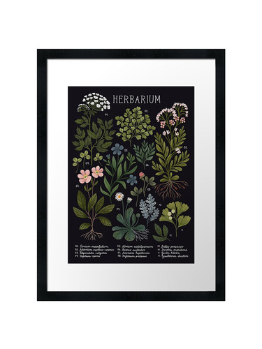 Herbarium dunkel gerahmtes