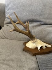 Kapitaler Rehbock Geweih, Jagd