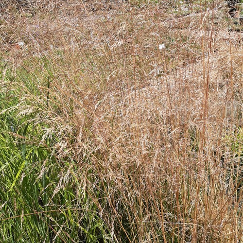 Garten schmiele waldschrat - garten-schmiele,