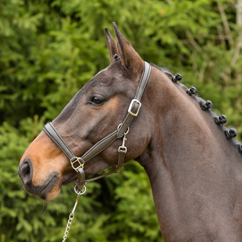 Kieffer leder stallhalfter - kieffer, leder-stallhalfter