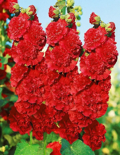 Samen stockrose hollyhock - 10,
