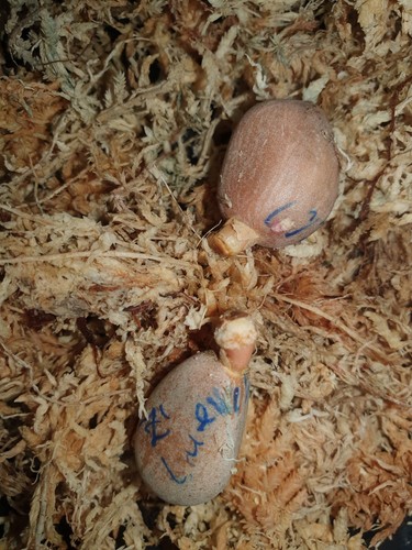 Zamia tuerckheimii 2 - tuerckheimii,,
